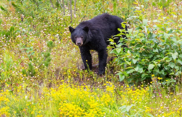 Orso Nero Nella Foresta Canada Stagione Estiva — Foto Stock