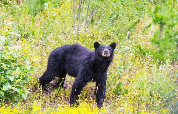 Schwarzbär Wald Kanada Sommersaison — Stockfoto