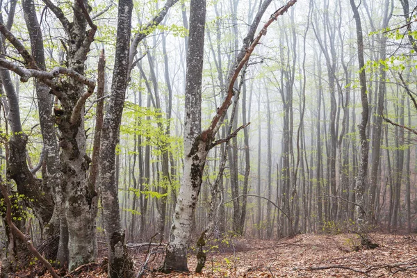 Bosque Brumoso Mágico Hermosos Paisajes Naturales —  Fotos de Stock