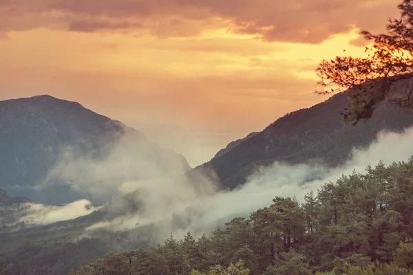 Varázslatos Ködös Erdő Gyönyörű Természeti Tájak — Stock Fotó