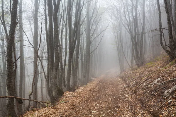 Forêt Brumeuse Magique Beaux Paysages Naturels — Photo