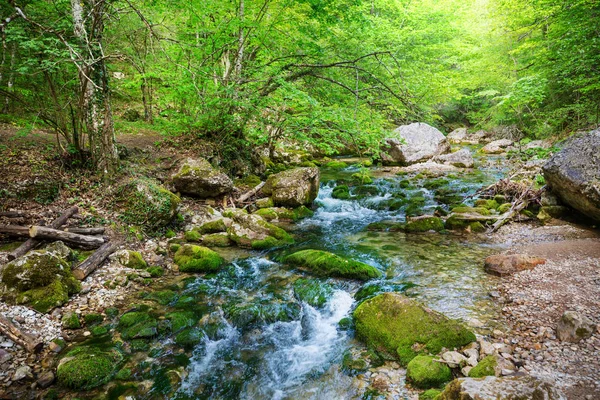 緑の森の中の美しい小さな川 — ストック写真