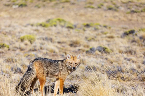 南美洲灰狐 Lycalopex Griseus 巴塔哥尼亚山区的巴塔哥尼亚狐狸 — 图库照片