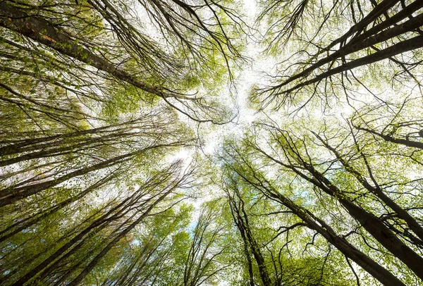 Vista Inferior Árvores Altas Floresta Primavera — Fotografia de Stock