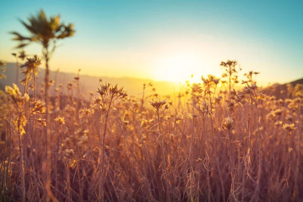 Wilde Weide Bergen Bij Zonsondergang Prachtige Natuurlijke Achtergrond — Stockfoto