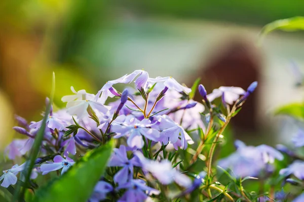 Güzel Çiçeklerin Yakın Çekimi Çiçek Arkaplanı Için Uygun — Stok fotoğraf