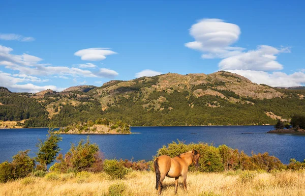 Horse Pasture Chile South America — Stock Photo, Image