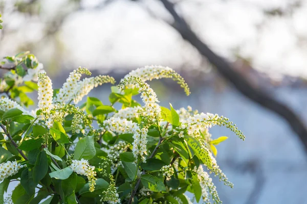 Frühlingsszene Grünen Garten — Stockfoto