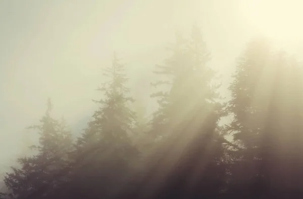 Soliga Strålar Skogen Vid Solnedgången — Stockfoto