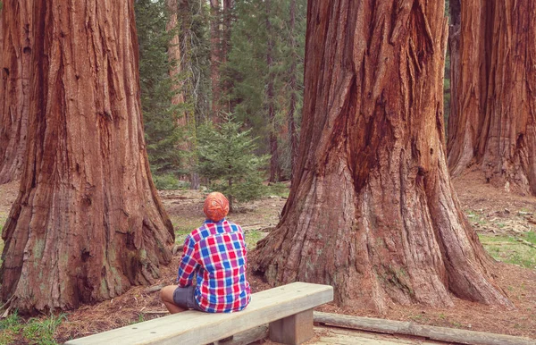 Sequoias Wald Der Sommersaison — Stockfoto