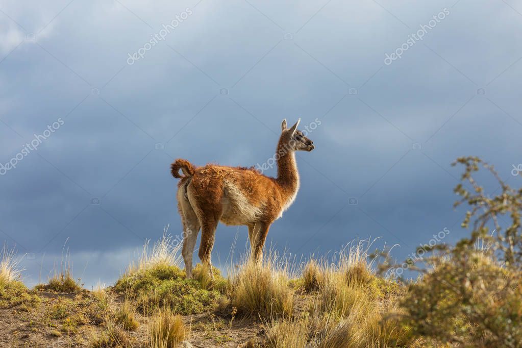 kamchatka