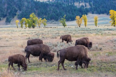 Yellowstone Ulusal Parkı 'ndaki Wild Buffalo, ABD