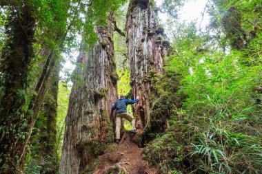 Yağmur ormanındaki dev ağaç. Pumalin Park, Carretera Austral, Şili 'deki güzel manzaralar..