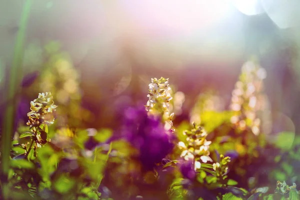 Крупним Планом Знімок Красивих Квітів Підходить Квіткового Фону — стокове фото