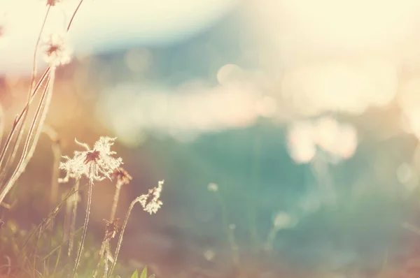 Zonnige Dag Bloemenweide Mooie Natuurlijke Achtergrond — Stockfoto