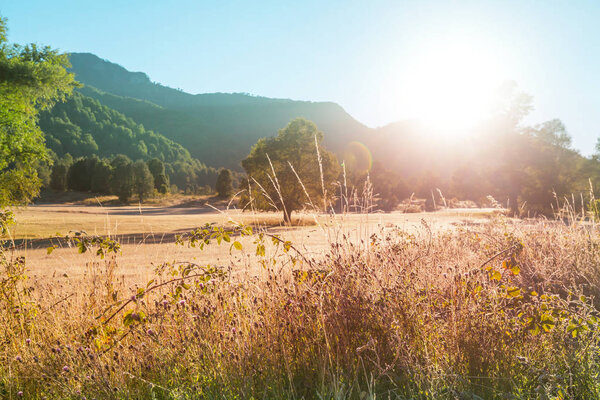 Sunny day on the flowers meadow. Beautiful natural background.