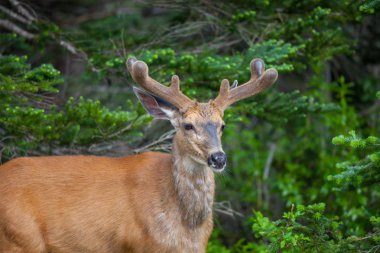 Yeşil orman, ABD geyik