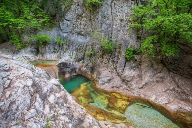 Yeşil ormandaki güzel küçük nehir