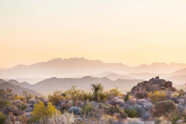 Arizona Desert Landskap Vid Sunrise Usa — Stockfoto