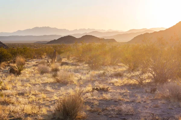 Arizona Wüstenlandschaften Bei Sonnenaufgang Usa — Stockfoto