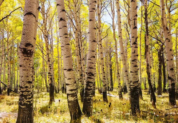 Cena Floresta Ensolarada Colorida Temporada Outono Com Árvores Amarelas Dia — Fotografia de Stock