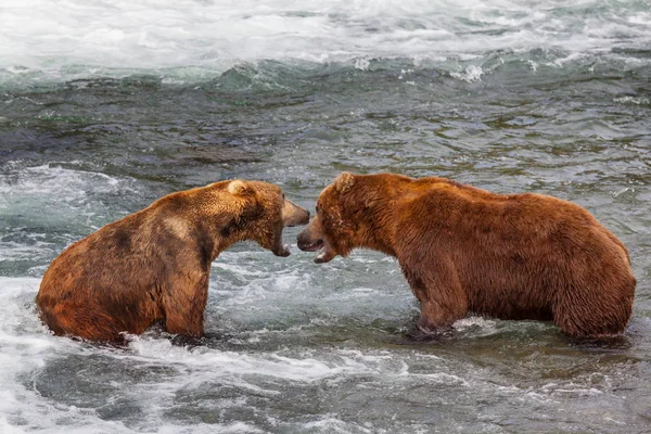 Oso Pardo Cazando Salmón Brooks Cae Coastal Brown Grizzly Bears — Foto de Stock