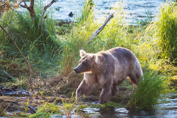 ブルックスでグリズリークマ狩りサーモンが落下します アラスカのカトマイ国立公園で沿岸ブラウングリズリーベアーズ釣り 夏のシーズン 自然の野生生物のテーマ — ストック写真