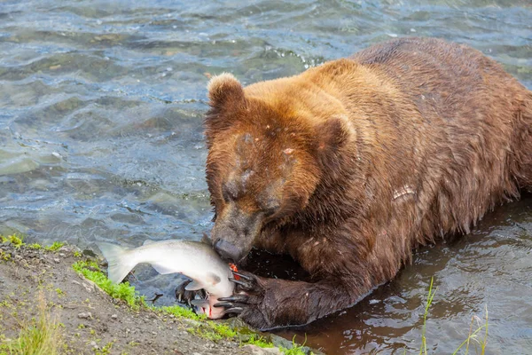 Een Grizzlybeer Jaagt Zalm Bij Brooks Falls Coastal Brown Grizzly — Stockfoto