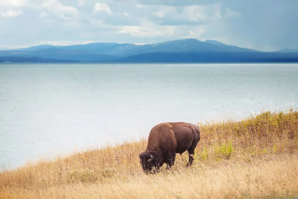 Buffalo Selvatico Nel Parco Nazionale Yellowstone Stati Uniti — Foto Stock