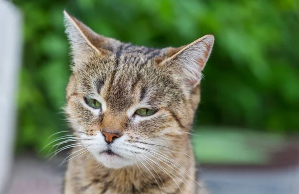 Schwarz Weiß Erwachsene Hauskatze Porträt — Stockfoto