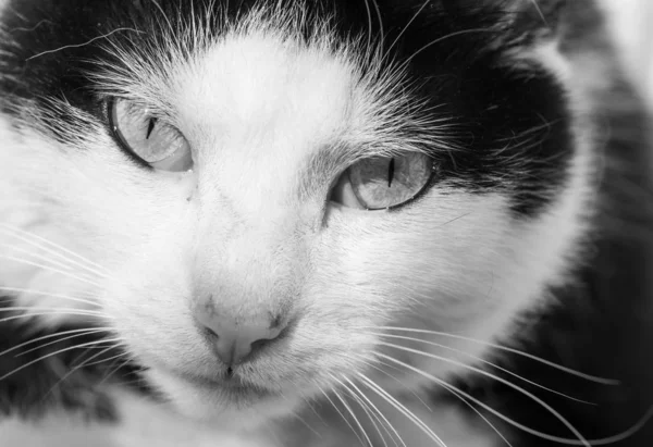 Black White Adult Domestic Cat Portrait — Stock Photo, Image