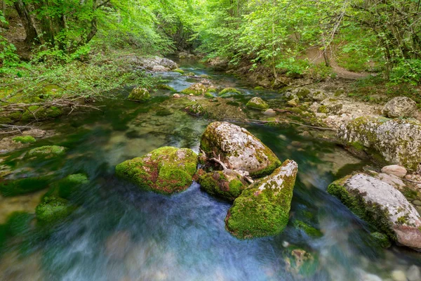 Gyönyörű Kis Folyó Zöld Erdőben — Stock Fotó