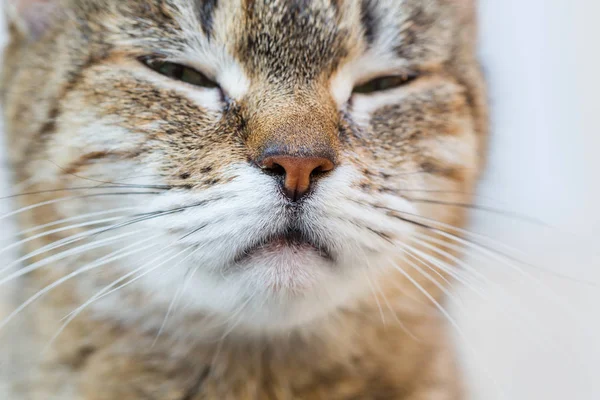 Zwart Wit Volwassen Binnenlandse Kat Portret — Stockfoto