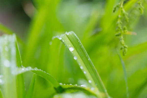 Goutte Rosée Sur Feuille Verte Avec Lumière Soleil — Photo