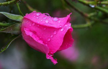 Pembe gül, güzel doğa arka planı.