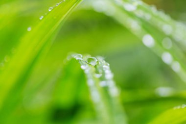 Sabah çayırında ıslak çimenler