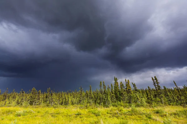 Zelený Les Aljašském Pohoří Letní Sezóna — Stock fotografie