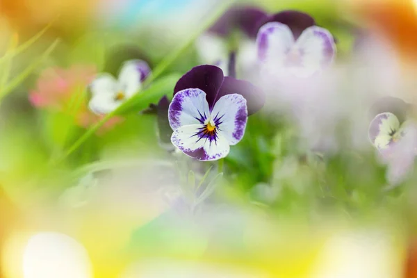 Tiro Close Das Belas Flores Adequado Para Fundo Floral — Fotografia de Stock