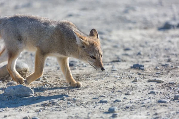 Raposa Cinzenta Sul Americana Lycalopex Griseus Raposa Patagônia Nas Montanhas — Fotografia de Stock