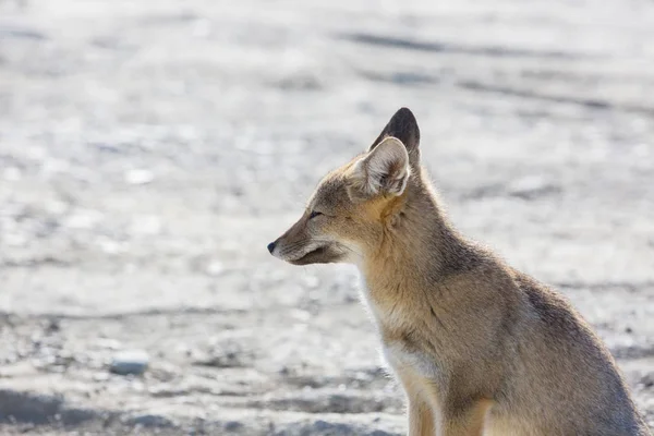 South American Grey Fox Lycalopex Griseus Patagonian Fox Patagonia Mountains — стокове фото