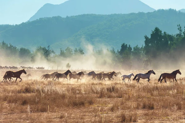 Pferdeherde Auf Weide Chile Südamerika — Stockfoto