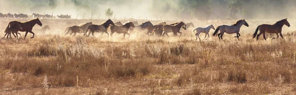 Kudde Van Het Paard Looppas Weiland Chili Zuid Amerika — Stockfoto