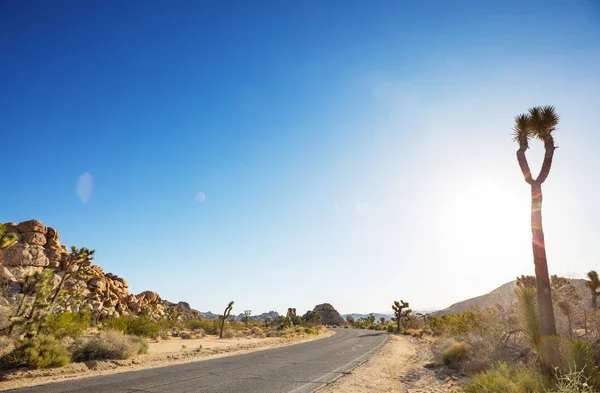 Joshua Árvore Deserto Arizona Longo Estrada Fundo Viagem — Fotografia de Stock