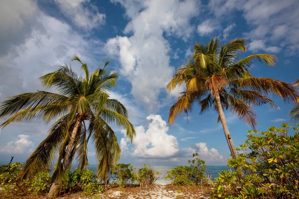 Bela Praia Das Maldivas Fundo Bonito Natural — Fotografia de Stock