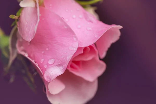 Rosa Rosa Bella Natura Sfondo — Foto Stock