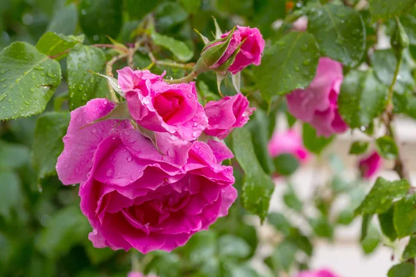 Rosa Rosa Bella Natura Sfondo — Foto Stock