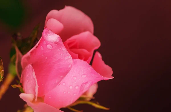 Rosa Rosa Bella Natura Sfondo — Foto Stock