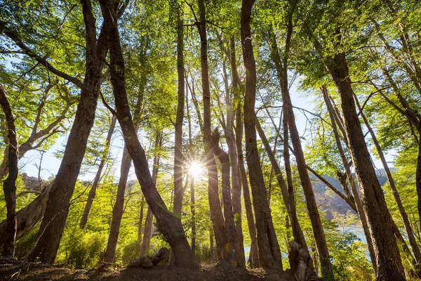 Forêt Été Heure Lever Soleil Fond Été Inspirant — Photo