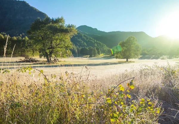 Solig Dag Blomsterängen Vacker Naturlig Bakgrund — Stockfoto