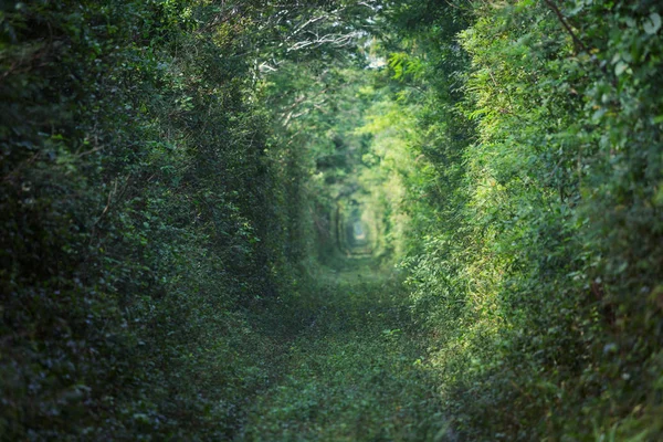 Green Trees Tunnel Natural Background — Stock Photo, Image